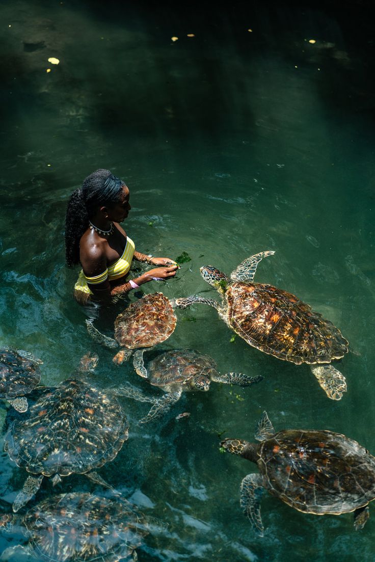 Turtles